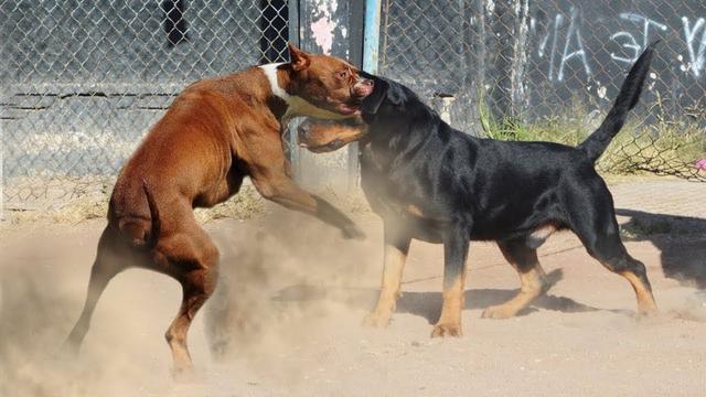 比特犬斗狗视频 比特犬斗狗视频（高清比特犬斗狗视频） 动物