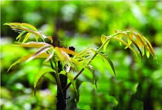 香椿种植的前景和利润分析及大棚种植技术2