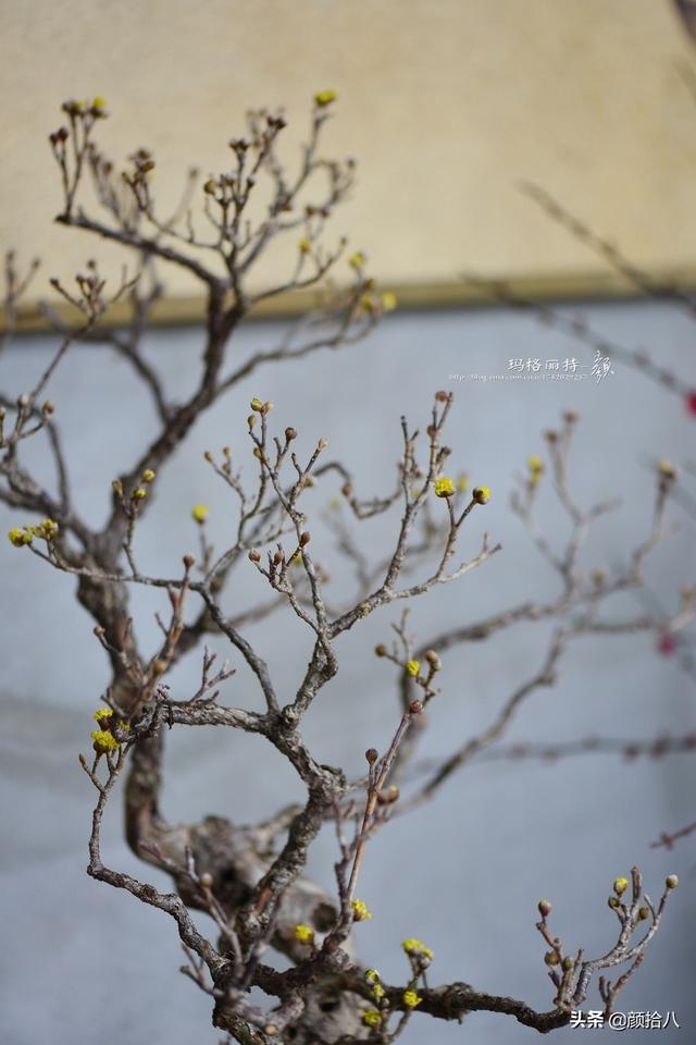 這是鄰居東籬草堂養的一棵盆景山茱萸,美在枝條的骨感.