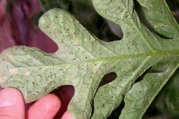 2种暴力清除蚜虫的方法，在厨房就能找到杀虫材料5