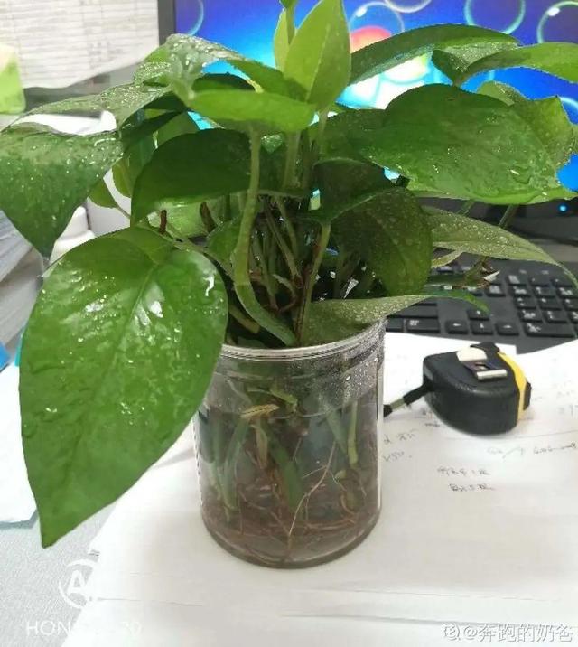 碰碰香有毒吗 碰碰香有毒吗（植物碰碰香有毒吗） 生活