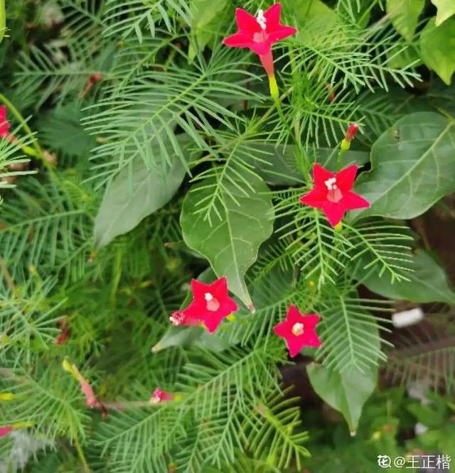 夏天的花 夏天的花（夏天的花卉） 生活