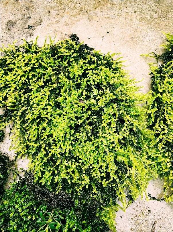 苔藓 苔藓（苔藓植物） 生活