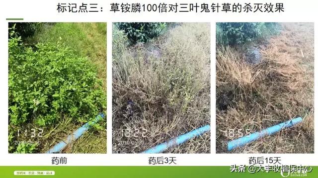 这个除草剂效果真是好！杂草30分钟枯萎，3天死亡！防效近100%14