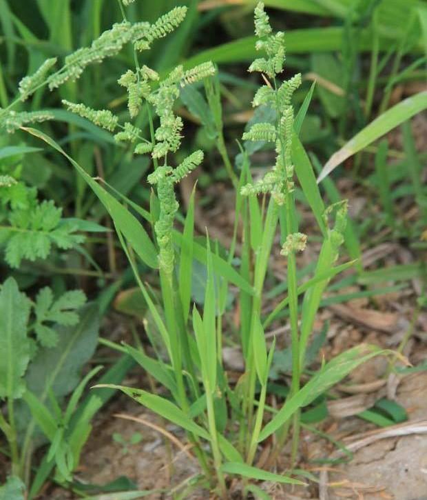 小麦田的菵草很常见，如何防治才能高效杀灭？