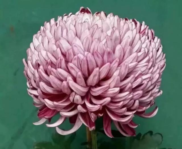菊花的颜色