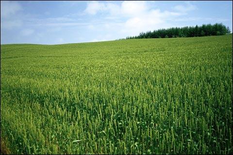 小麦关键三遍药怎样喷施？才能防病防虫，保证丰收