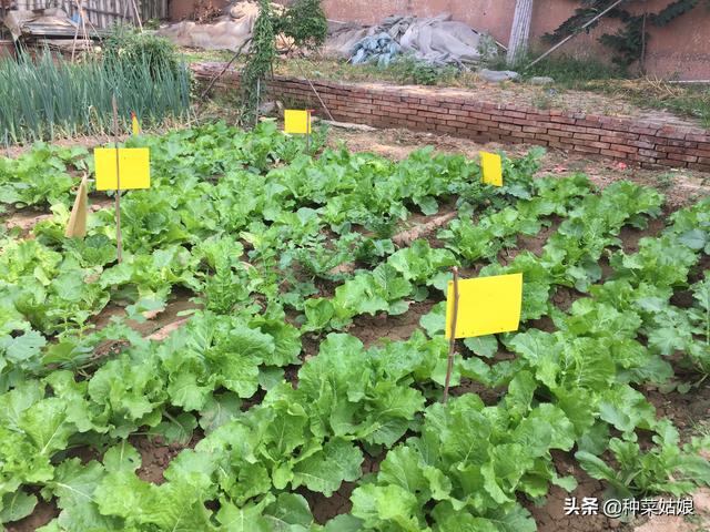 萝卜白菜上的菜青虫猖獗，又不想打药，有什么土办法能治菜青虫吗4