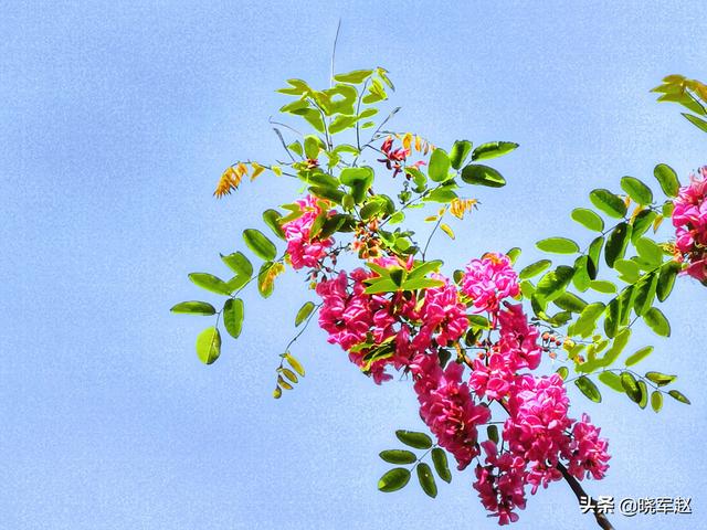 红花槐 红花槐（红花槐树图片） 生活