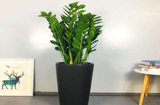 家里最旺财的十种花 家里最旺财的十种花（兰花） 生活