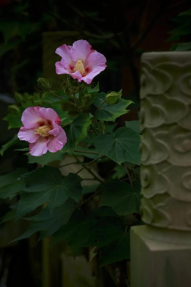 芙蓉花开 芙蓉花开（芙蓉花开花特点） 生活