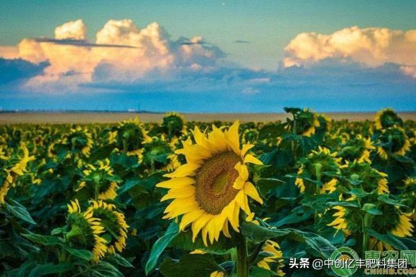 向日葵什么时候开花几点钟 向日葵什么时候开花几点钟（向日葵在几点钟开花） 生活