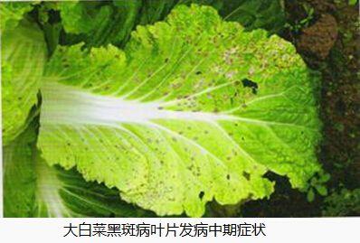 腐霉利——大棚无公害蔬菜首选用杀菌剂农药，附蔬菜常用施药方法6