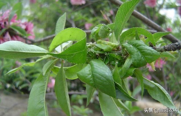 桃树蚜虫用这个药剂防治，用一次管一季，防治简单又轻松