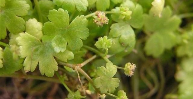 名字叫“鹅不食草”的植物有哪几种，你知道吗？2