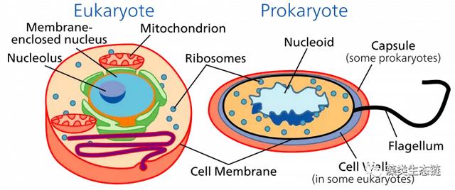 真核细胞和原核细胞