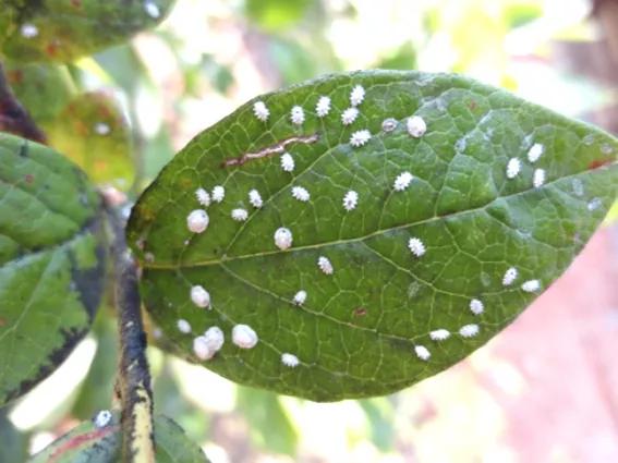 蓝莓种植常见虫害新梳理，田间实拍图片，防治方案供参考10