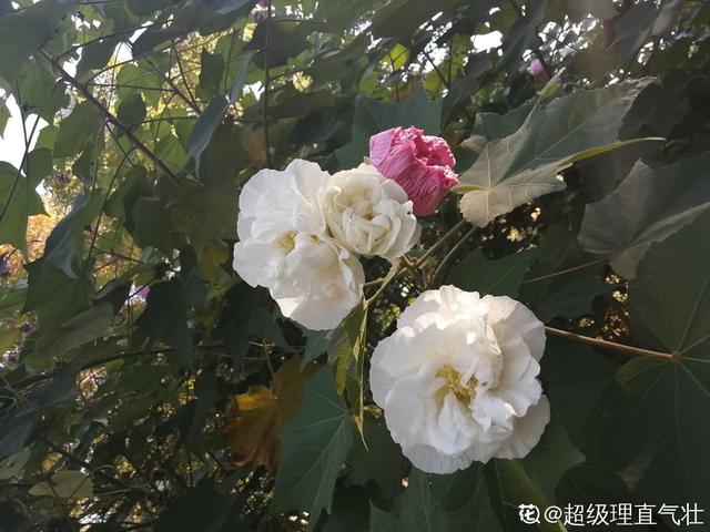 木芙蓉 木芙蓉（木芙蓉花期） 生活