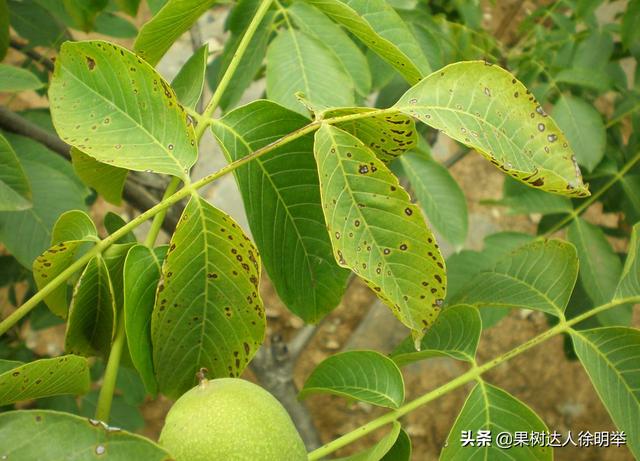 近年核桃黑斑病常发生，今年预防方案怎么用，减少病害困扰少1