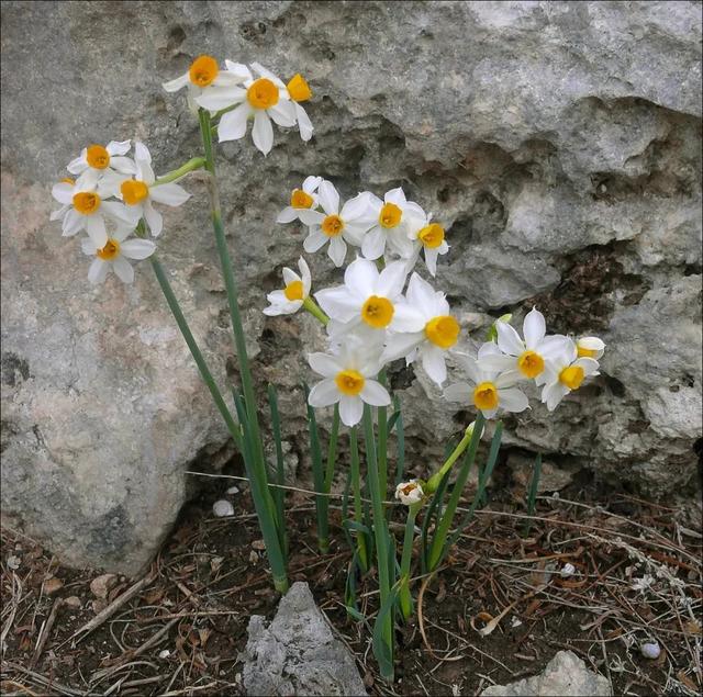 迎春花的介绍