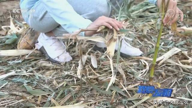 秸秆破碎机效果