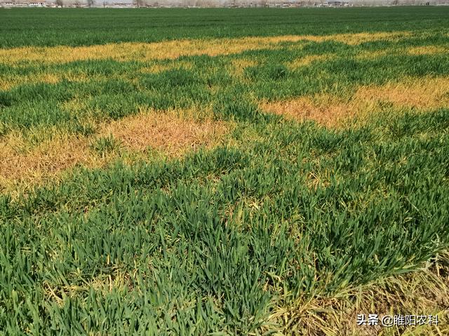 麦田使用除草剂，记住这三点，除草干净小麦又安全3