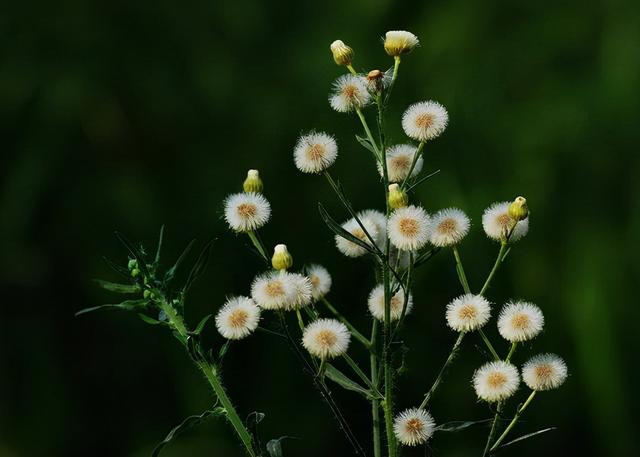 薇甘菊