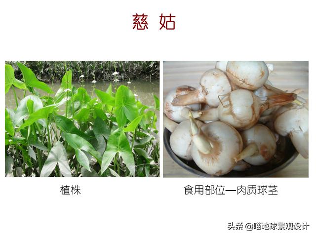 常见水生植物 常见水生植物（珠江口常见水生植物） 生活