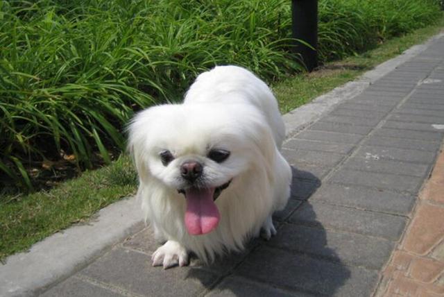 京巴狗特点京巴狗狗图片