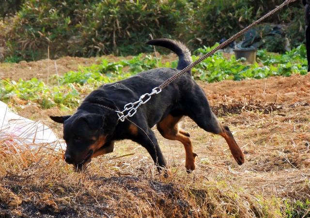 护卫犬哪种好