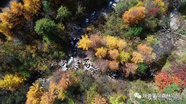 陕西黑河森林公园