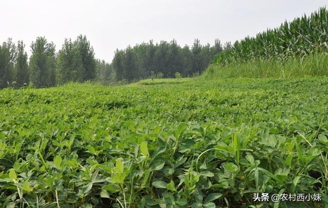 黑花生怎么种？黑花生的种植管理技巧4