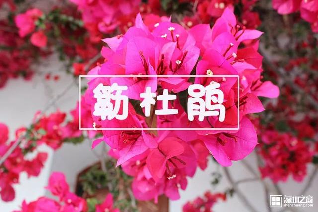 深圳市市花