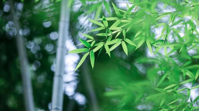 描写竹子的佳句清风竹韵的诗句