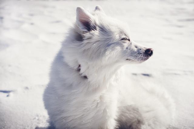 爱斯基摩犬