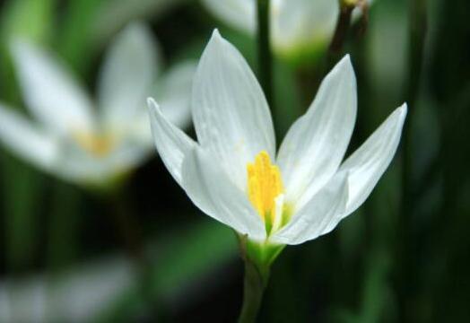 水仙花的养殖方法水培