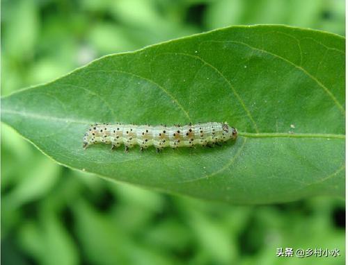 还用传统方法打烟青虫？难怪没效果，教你4招，辣椒没虫眼产量高2