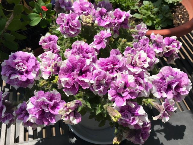 草本植物 草本植物（草本植物有哪些） 生活