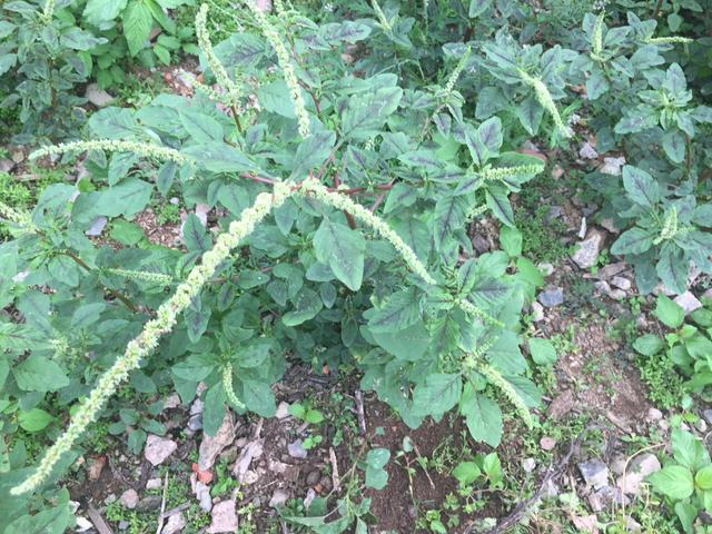 农村常见又能吃的野菜，都是价值珍贵的中药材，看看你吃过几种？