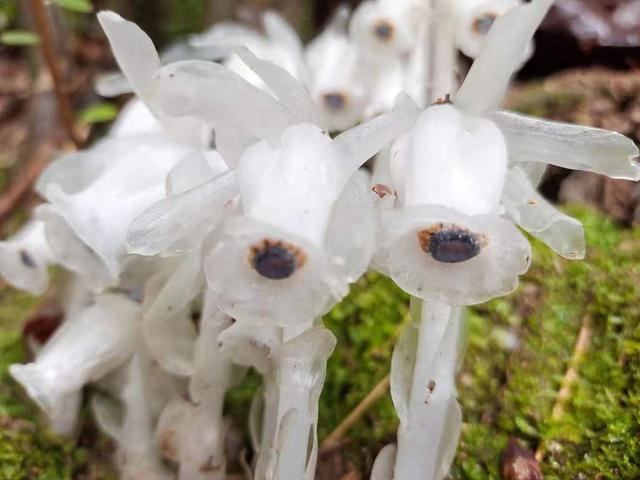 幽灵之花,广西大明山惊现罕有幽灵之花(幽灵之花水晶兰)