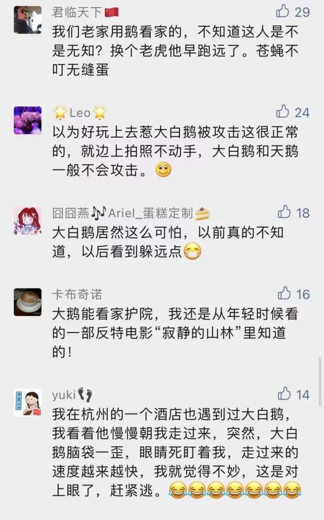 见一次咬一次！女主人拿走鹅蛋被公鹅记仇大半年，网友：农村一霸不是浪得虚名