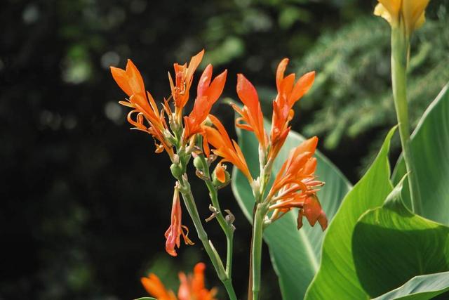 花卉名称