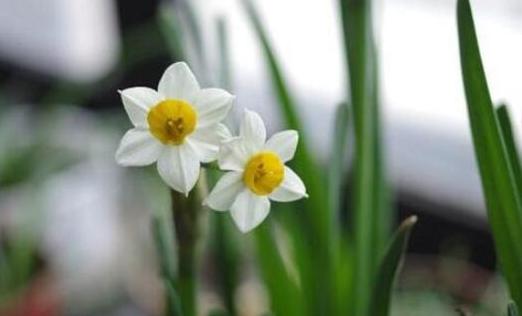 水仙花的养殖方法水培