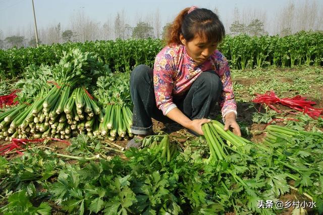 蔬菜招虫只知道喷农药？这4种农家老办法，效果比药强