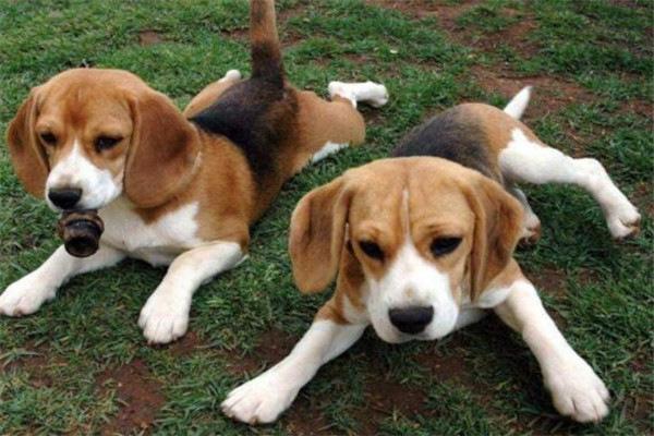 世界十大名犬排名