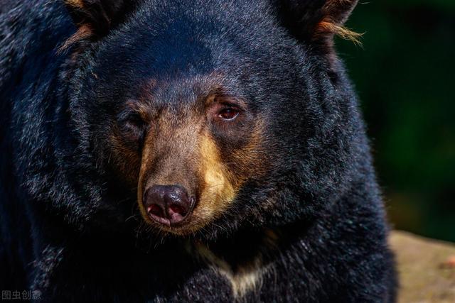 熊跳舞故事（熊跳舞抖音）