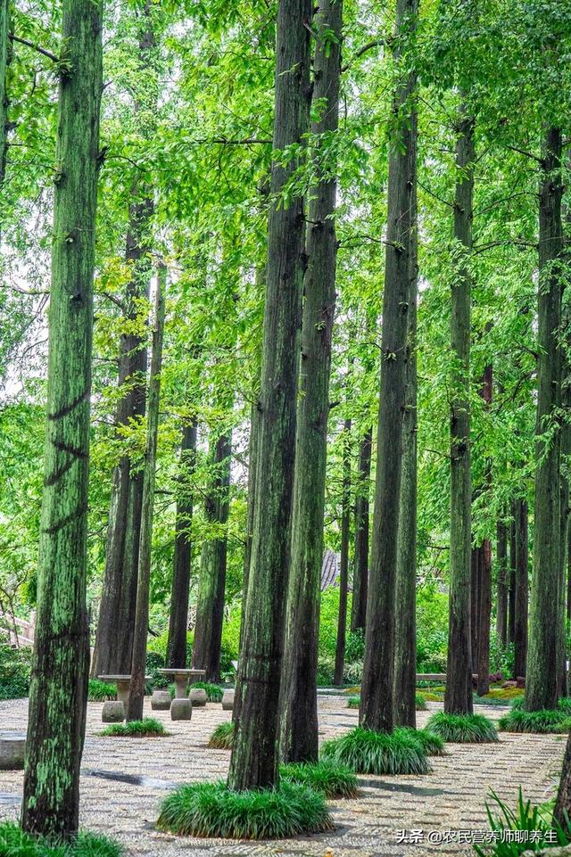 香叶树香叶树传媒