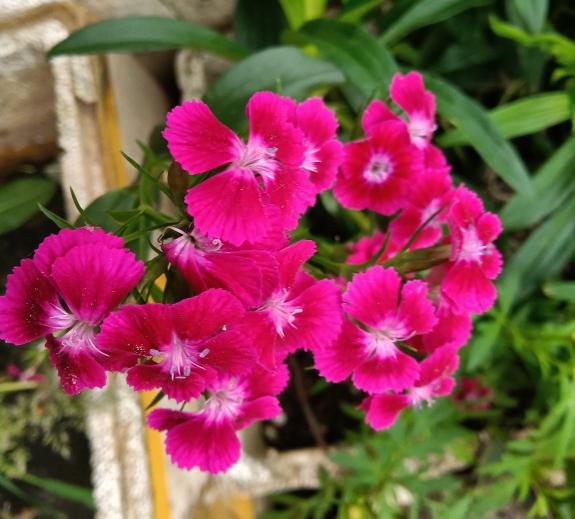 花草图片大全