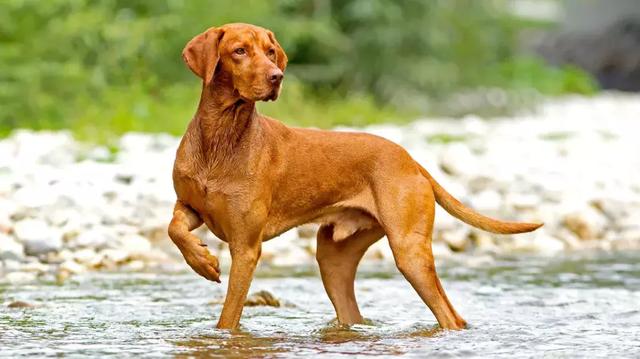 猎犬品种 猎犬品种（世界优秀猎犬十大排名） 动物