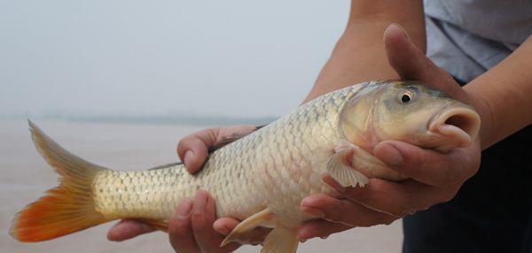 黄河鲤鱼